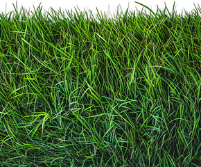 Obraz premium Lawn isolated on transparent background.PNG