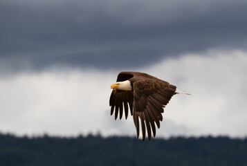A bald eagle 