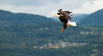 A bald eagle 