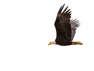 A bald eagle 