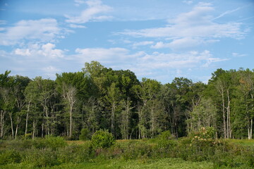 Obraz premium A view of trees and a blue sky with white clouds