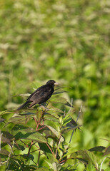 Close up photo of a bird perched on a branch against a blurred background of green leaves