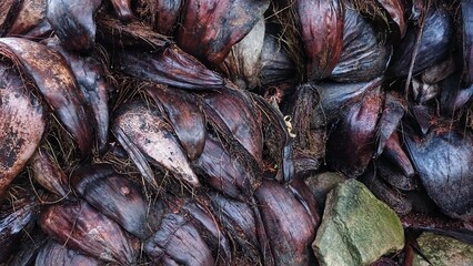 Background of the texture of old coconut shells piled up in the yard. Coconut shells background.  
