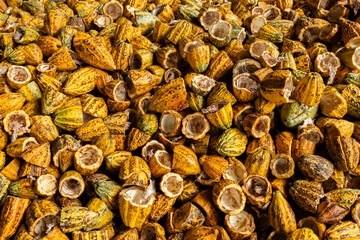 Cacao Tree (Theobroma cacao). Organic cocoa fruit pods in nature.