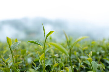 Green tea leaf in the morning, tea plantation