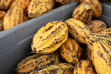 Cacao Tree (Theobroma cacao). Organic cocoa fruit pods in nature.