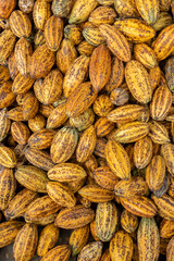 Cacao Tree (Theobroma cacao). Organic cocoa fruit pods in nature.