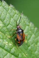 Vertical closeup on a European red, spotted mirid bug, Deraeocoris ruber on a green leaf