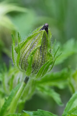 Fototapeta premium Closeup on a green unopened flowerbud of the Flower-of-an-hour plant, Hibiscus trionum