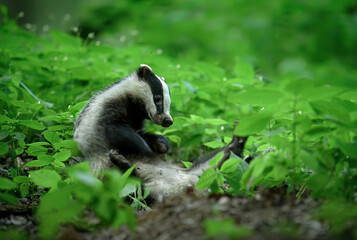 Badger close up ( Meles meles ) © Piotr Krzeslak
