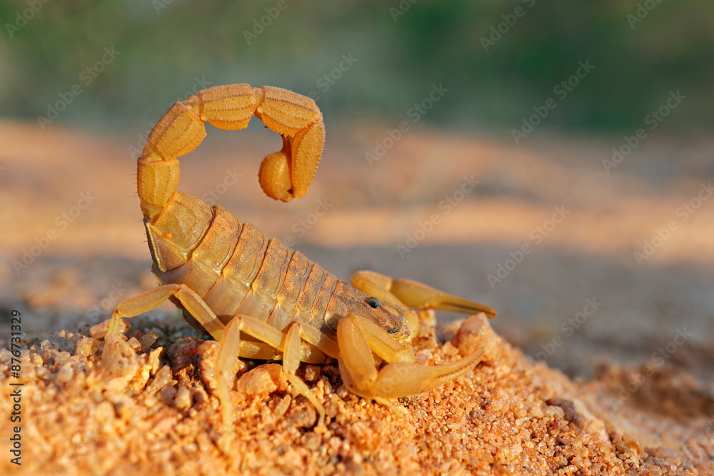 Sticker An aggressive thick-tailed scorpion (Parabuthus species) with raised tail and stinger, South Africa .