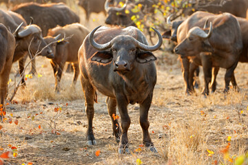 Herd of African buffaloes (Syncerus caffer), Kruger National Park, South Africa.