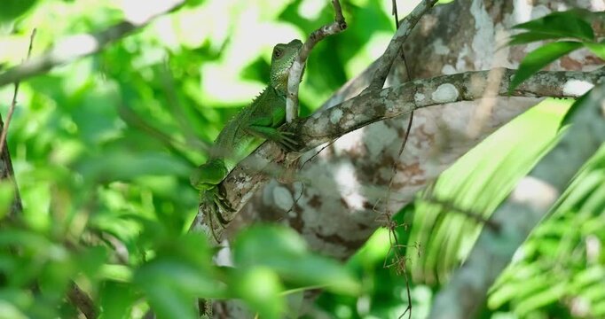 Zooming out of a Chinese Water Dragon Physignathus cocincinus sitting on a tiny branch of a tree in the forest of a national park in Thailand.