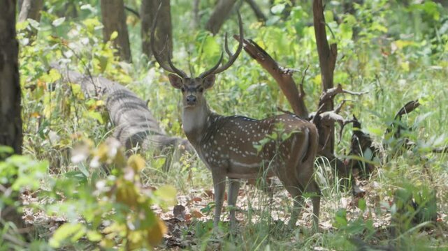 Spotted Deer - Chital or Cheetal