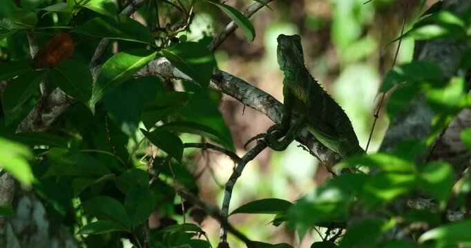 Perching on a tiny branch, camouflaged by the green foliage of the forest, a Chinese Water Dragon Physignathus cocincinus is found in a National Park in Thailand.