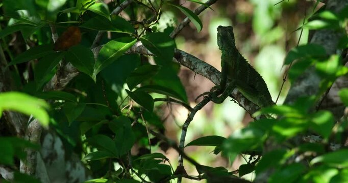 Sitting without any movement, a Chinese Water Dragon Physignathus cocincinus is heavily camouflaged by the foliage in a National Park in Thailand.