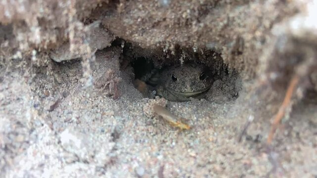 A bug (golden stone) crawls in front of a Western toad that is hiding in its burrow.  Slow motion 240 FPS.