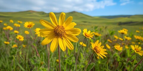 Obraz premium Yellow Arnica Montana flowers swaying in the wind on a prairie A wide shot. Concept Outdoor Photoshoot, Blooming Flowers, Prairie Landscape, Nature Photography, Yellow Flowers