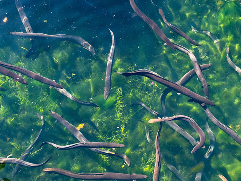 New Zealand native longfin and shortfin eels in Western Springs Lake or Te Wai Ōrea, in Auckland.
