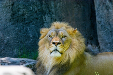portrait of a lion