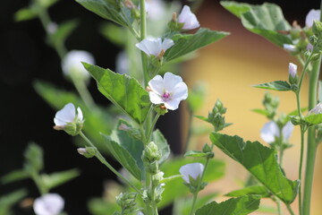 Marshmallow flower in garden. Althaea officinalis.