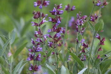 Salvia officinalis. Purple sage flowers in the garden.