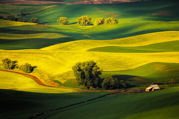 Obraz premium Fields of the Palouse seen from Steptoe Butte in eastern Washington