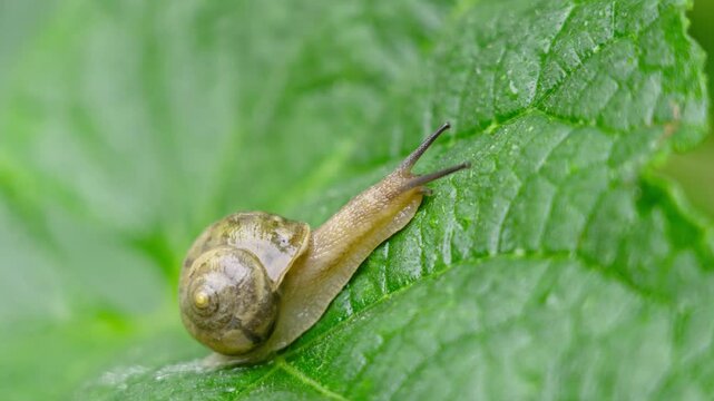 A snail is creeping on the green leaf with water drops after the rain 