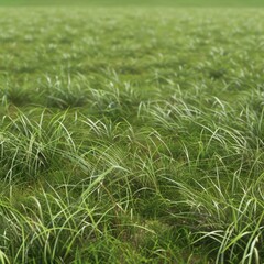Obraz premium Lush Green Grass Texture. Outdoor Nature Background Concept