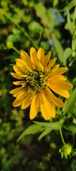 Yellow flower at the grass. Summer