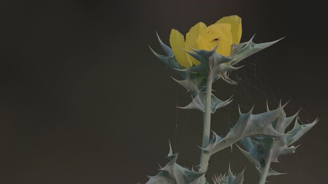 Yellow throned wildflower, Bihar, India