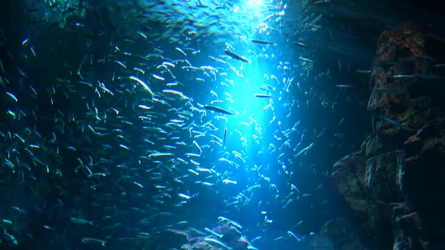 School of Japanese sardine fish, Sardinops melanostictus, swimming underwater. 4K