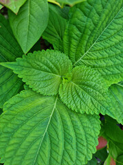 
It is a leaf of perilla planted in the field.