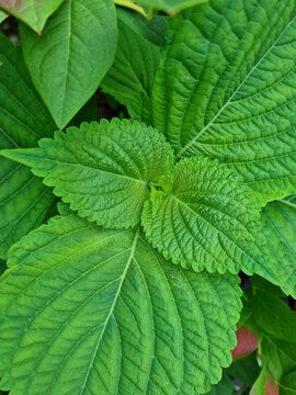 
It is a leaf of perilla planted in the field.