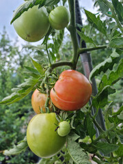 It's a bunch of tomatoes.