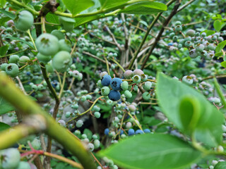 Highbush blueberry plant with fruits