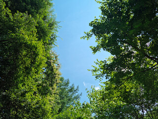 
This is a low view of the tree.