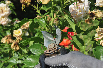 tools in garden. pruning roses in the garden close-up