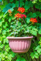Hanging flower pot with beautiful red flowers in a garden