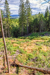 Logging area in a spruce forest a sunny summer day