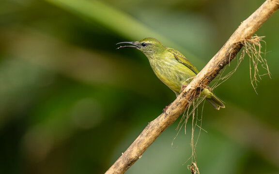 red-legged honeycreeper, T&uuml;rkisnaschvogel, auch Rotfu&szlig;honigsauger (Cyanerpes cyaneus), weibchen
