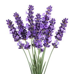 Obraz premium Soothing Lavender Field in Isolated White Background