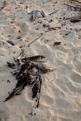 dead rotting frigatebird galapagos islands