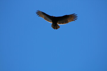 Obraz premium Buzzard