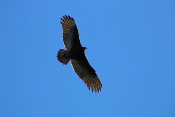 Buzzard Soaring