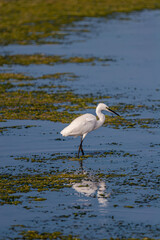 great white heron in a marsh daytime