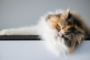 A young Persian white and red cat lying on a shelf above is looking at you