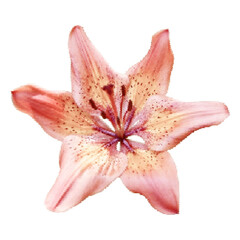 Halftone dotted cutout lily flower for trendy y2k retro collages. Vector realistic textured blossom