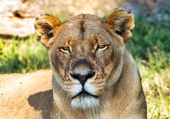 Fauna africana