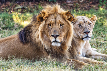 Fauna africana